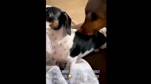 pets funny videos