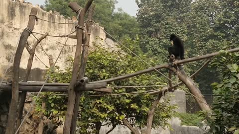 Monkey 🐒 lafing playing in sooo videos_