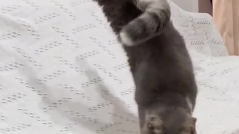 A cat that can do tricks