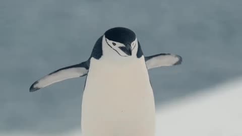 Penguin Walking