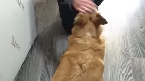 Pregnant Corgi Performs Commands