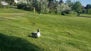 Friendly Duck Comes to Hang Out in the Morning