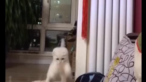 Cat Comedy Video Cat Funny video Part33 #CatShort #CatVideo