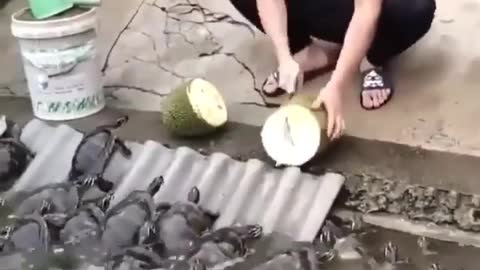 Turtle Raising Techniques