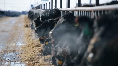 A cow is eating outdoors