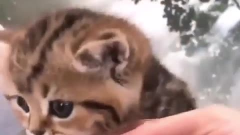 Cat cutest video