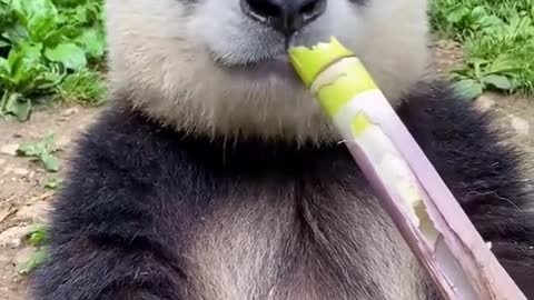 Panda Eating perennial grass sugar cane