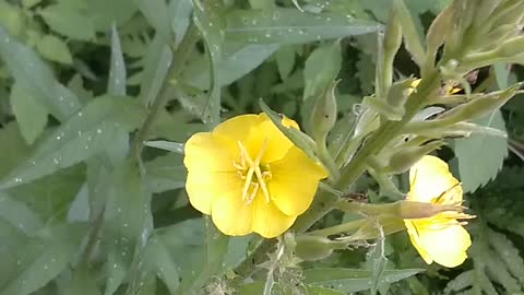 Evening Primrose