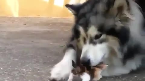 cat baby looks for her mother and finds dog