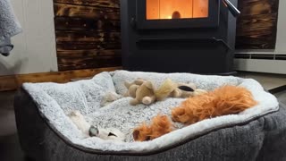 Busters bed & fire