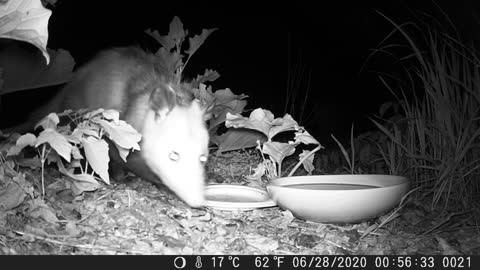 Albert the Possum knocks over camera