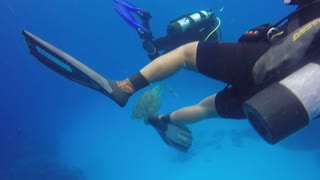 Turtle eating lionfish