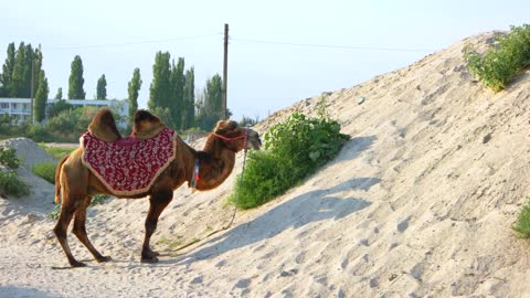 Funny camel chewing grass. Desert camel chewing camel-thorn