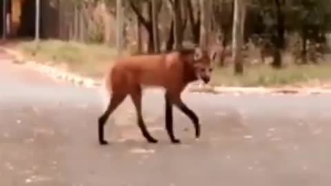 Big wolf on the road and indicate his power