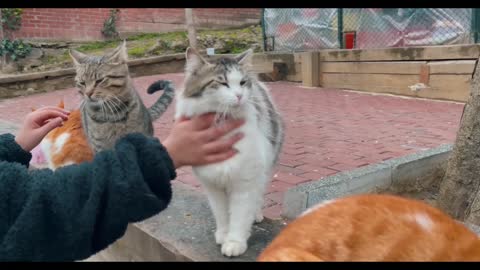 A Person Petting Cats#cat #cat990