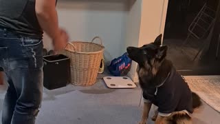 Cute puppy dances with her Dad