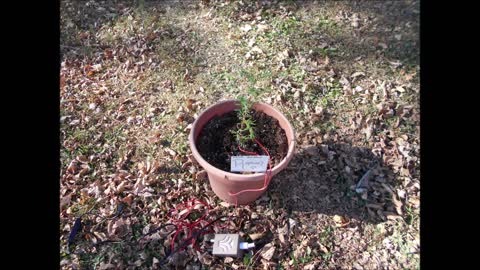 Music from Raphael a Dawn Redwood Seedling Oct 2020