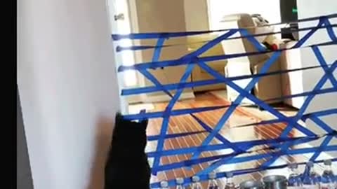 Well done cat jumping