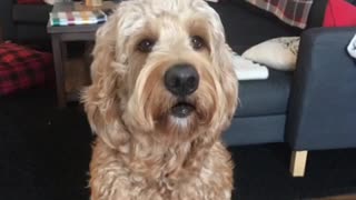 Tan talking dog animation