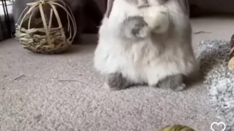 Funny Adorable Rabbit Short Clip 😍😍😭