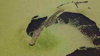 Giant Crocs Chomp at Drone