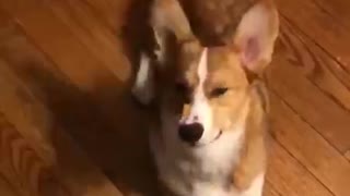 Corgi on black and white tile cannot catch