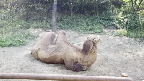 The camel of Everland, the zoo in Korea.