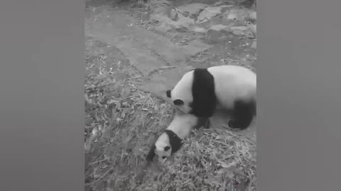 Funny Panda Videos - Funny Panda Compilation