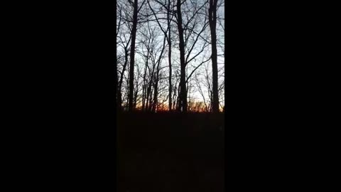 Sunset In Woods!