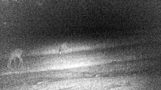 Deer cam video