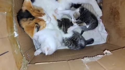 Cute baby kittens are playing. Fun and funny kittens.