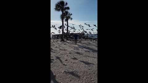 Birds Slow-Mo