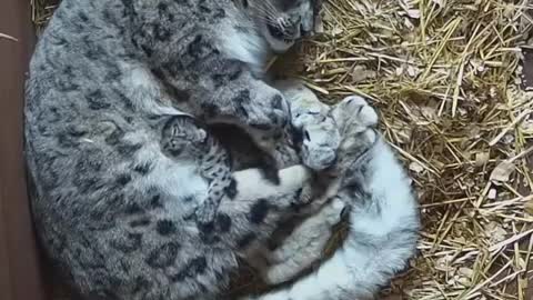 Snaw leopard kitten sleeping with mom