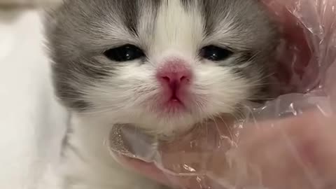 This Fuzzy Kitten Will Make Your Day In 5 Seconds