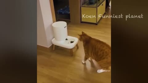 Funniest dog and cat videos