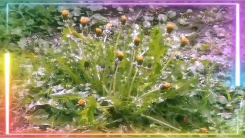 Stunning Flowers are Blooming: Time Lapse