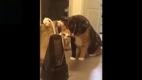 Cutee And Funny Pet Try Not To Laugh, very funny and cuteee animals