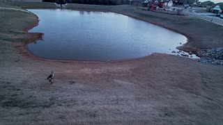 The Pond