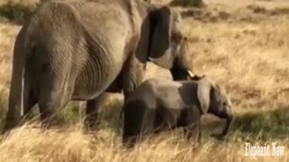 An Elephant Small walking Fast to His Mother