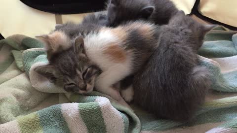 Kitten stuck at bottom of Kitten pile