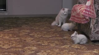 Cat and rabbit game))