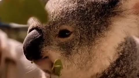 Cute beautiful animal KOALA!!!!!!!