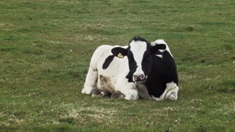 Beautiful cow sat and grazing in relax