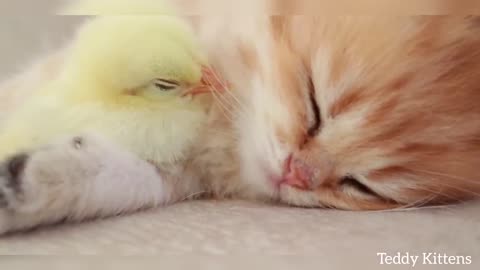 Kitten sleeps sweetly with the Chicken 🐥