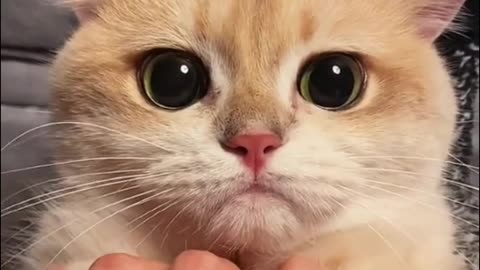 Baby Cats - cute baby cats meowing