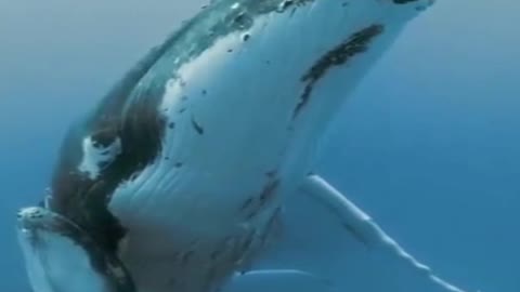 A huge whale embraces a little girl
