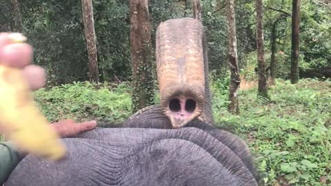elephant begs