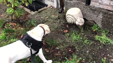 A frightened puppy barks at a large rock snail