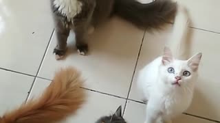 Group of Cat playing