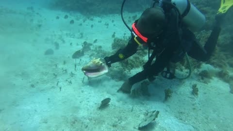 Jamaica conch scuba diving